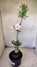 Planta Dobrada 2919 – 35cm – 03 anos - Imagem 8