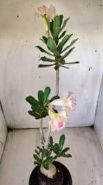 Planta Dobrada 2919 – 35cm – 03 anos - Imagem 7