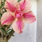 Planta Dobrada 2920 – 40cm – 04 anos