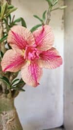 Planta Dobrada 2920 – 40cm – 04 anos