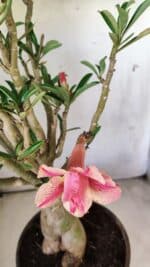 Planta Dobrada 2920 – 40cm – 04 anos - Imagem 4