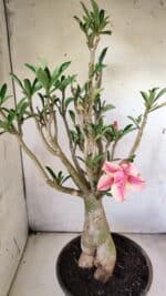 Planta Dobrada 2920 – 40cm – 04 anos - Imagem 5