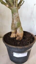 Planta Dobrada 2920 – 40cm – 04 anos - Imagem 9