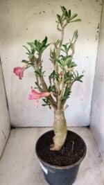 Planta Dobrada 2920 – 40cm – 04 anos - Imagem 8