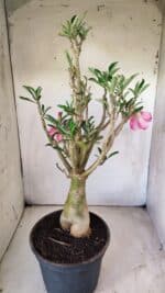 Planta Dobrada 2920 – 40cm – 04 anos - Imagem 7