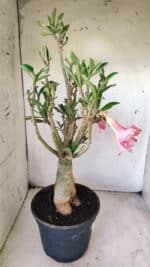 Planta Dobrada 2920 – 40cm – 04 anos - Imagem 6