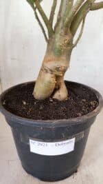 Planta Dobrada 2921 – 45cm – 04 anos - Imagem 7