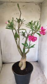 Planta Dobrada 2921 – 45cm – 04 anos - Imagem 6