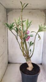 Planta Dobrada 2921 – 45cm – 04 anos - Imagem 5