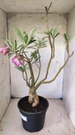 Planta Dobrada 2921 – 45cm – 04 anos - Imagem 4