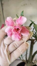 Planta Dobrada 2921 – 45cm – 04 anos