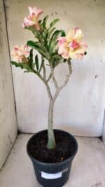 Planta Dobrada 2922 – 45cm – 03 anos - Imagem 2