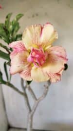 Planta Dobrada 2922 – 45cm – 03 anos