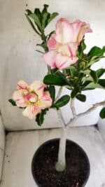 Planta Dobrada 2922 – 45cm – 03 anos - Imagem 5