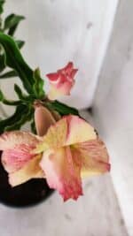 Planta Dobrada 2922 – 45cm – 03 anos - Imagem 4