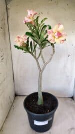 Planta Dobrada 2922 – 45cm – 03 anos - Imagem 9