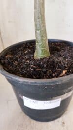 Planta Dobrada 2922 – 45cm – 03 anos - Imagem 8