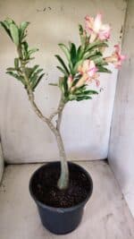 Planta Dobrada 2922 – 45cm – 03 anos - Imagem 7