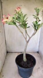Planta Dobrada 2922 – 45cm – 03 anos - Imagem 6