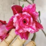 Planta Dobrada 2923 – 45cm – 04 anos