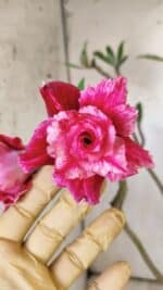 Planta Dobrada 2923 – 45cm – 04 anos