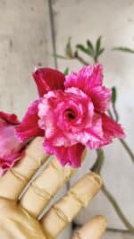 Planta Dobrada 2923 – 45cm – 04 anos - Imagem 3