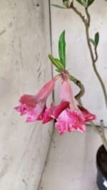 Planta Dobrada 2923 – 45cm – 04 anos - Imagem 4