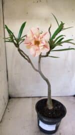 Planta Dobrada 2924 – 30cm – 02 anos - Imagem 2