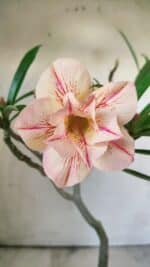 Planta Dobrada 2924 – 30cm – 02 anos