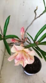 Planta Dobrada 2924 – 30cm – 02 anos - Imagem 4