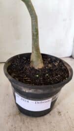 Planta Dobrada 2924 – 30cm – 02 anos - Imagem 6