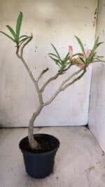 Planta Dobrada 2924 – 30cm – 02 anos - Imagem 5