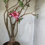 Planta Dobrada 2925 – 65cm – 06 anos