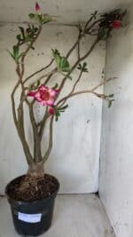 Planta Dobrada 2925 – 65cm – 06 anos