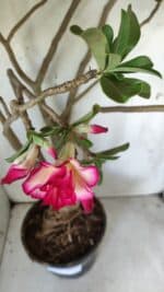 Planta Dobrada 2925 – 65cm – 06 anos - Imagem 4