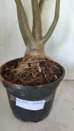 Planta Dobrada 2925 – 65cm – 06 anos - Imagem 8