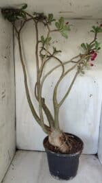 Planta Dobrada 2925 – 65cm – 06 anos - Imagem 6