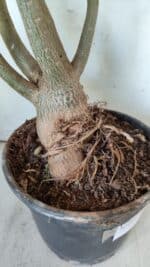 Planta Dobrada 2925 – 65cm – 06 anos - Imagem 5