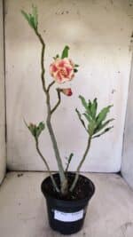 Planta Dobrada 2926 – 35cm – 03 anos - Imagem 2