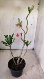 Planta Dobrada 2926 – 35cm – 03 anos - Imagem 6