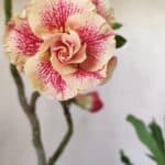 Planta Dobrada 2926 – 35cm – 03 anos