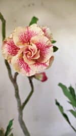 Planta Dobrada 2926 – 35cm – 03 anos