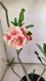 Planta Dobrada 2926 – 35cm – 03 anos - Imagem 4