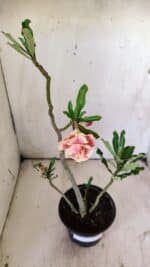 Planta Dobrada 2926 – 35cm – 03 anos - Imagem 5