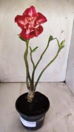 Planta Dobrada 2928 – 30cm – 02 anos - Imagem 2