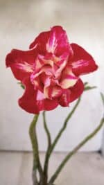 Planta Dobrada 2928 – 30cm – 02 anos