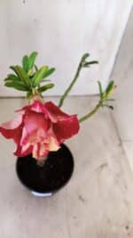 Planta Dobrada 2928 – 30cm – 02 anos - Imagem 4