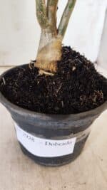 Planta Dobrada 2928 – 30cm – 02 anos - Imagem 6