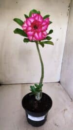 Planta Dobrada 2929 – 30cm – 02 anos - Imagem 2