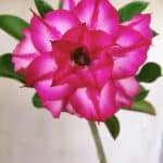 Planta Dobrada 2929 – 30cm – 02 anos